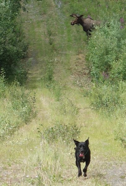 Photo by Ned Rozell. Cora, a Lab and blue heeler mix walking the path of the trans-Alaska oil pipeline with Ned Rozell this summer, responds to a command to leave a moose alone.