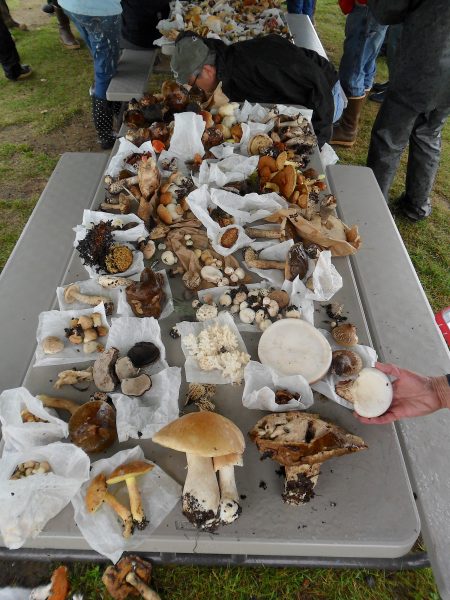 Photo by Gary Laursen. Mushrooms collected during a mushroom walk in Palmer await identification .
