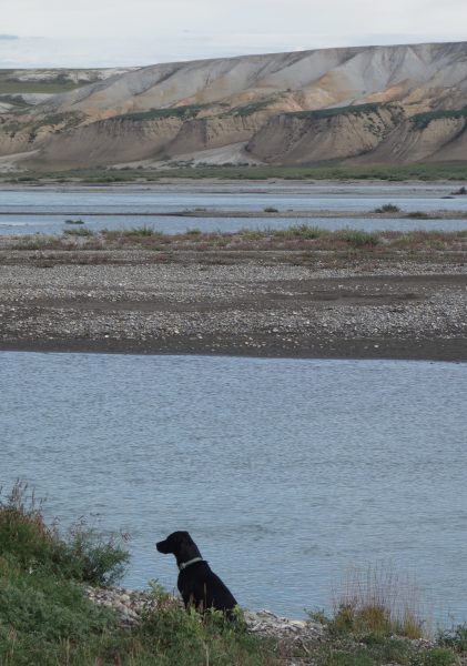 Photo by Ned Rozell. Cora the Lab/blue heeler mix sits on the Sagavanirktok River's bank across from Franklin Bluffs about 30 miles south of Prudhoe Bay.