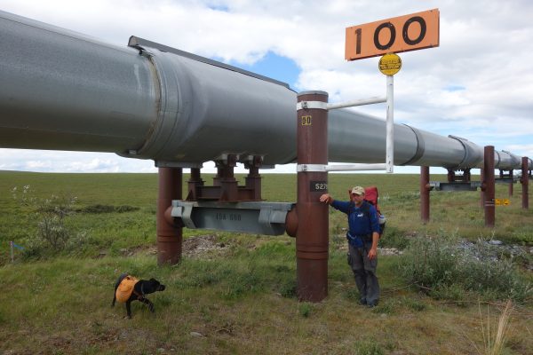 Photo by Eric Troyer.  Ned Rozell leans on a vertical support member at milepost 100 of the trans-Alaska oil pipeline. From here, he and his dog, Cora, have that many miles to hike before reaching Pump Station 1 near Prudhoe Bay.