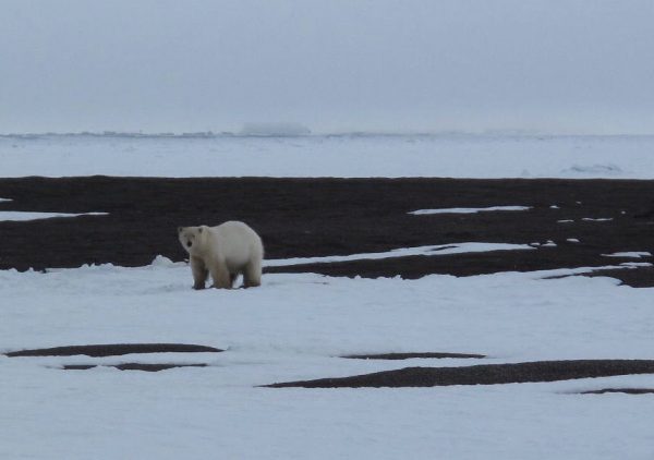 Photo by Ned Rozell. A polar bear pauses along the coast north of Utqiagvik.