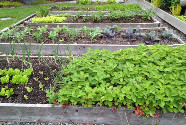 Strawberries and vegetables grow in raised beds near the Delaney Park Strip in Anchorage.
