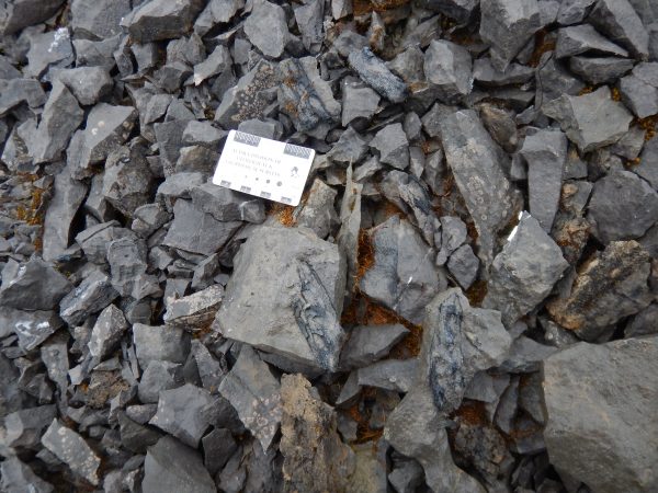 Photo by Patrick Druckenmiller.  Numerous bluish-gray ichthyosaur bone fragments lie scattered across the surface of a hilltop near McCarthy.