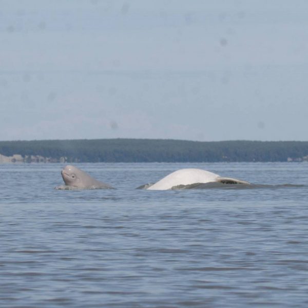 Photo by Chris Garner.  A Cook Inlet beluga cow, with its white tail section visible, swims with a calf, at left, in Knik Arm's Eagle Bay.
