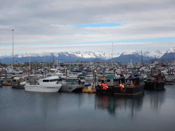 Anne Beaudreau photo. Commercial fishing boats in Homer.