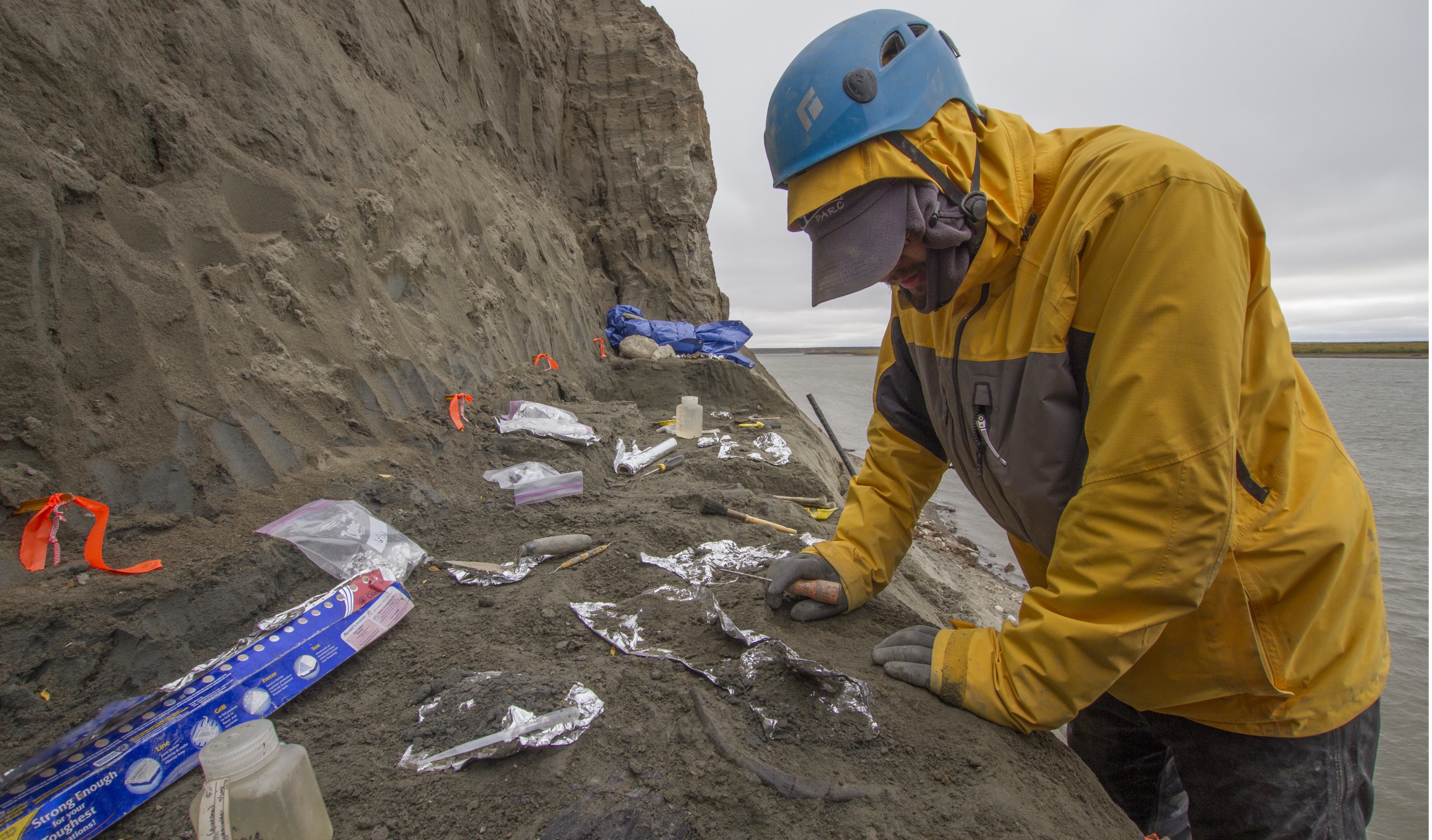 Photo by Roger Topp. Paul Gignac, an assistant professor at Oklahoma State University, works at a site along the Colville River where teams from the University of Alaska Museum of the North have collected dinosaur fossils since the late 1980s.
