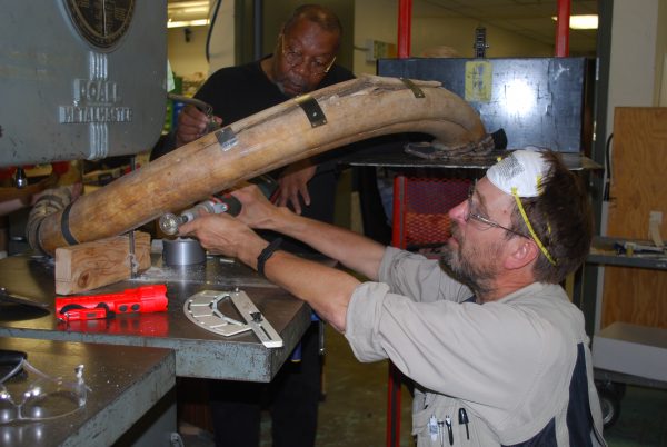 Photo by Pam Groves. Greg Shipman, at left, and Dale Pomraning of UAF’s Geophysical Institute cut a 20,000-year-old mammoth tusk with a band saw.