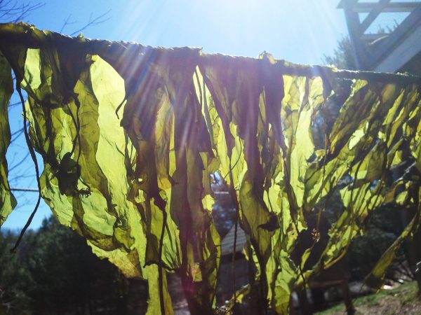 Photo by Carter Newell.. Kelp drying in the sunshine.