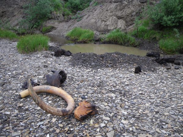Photo by Pam Groves. A mammoth tusk, teeth and skull parts lie on the gravel after they were dug out of the Kikiakrorak River, a tributary of the Colville River, in northern Alaska.