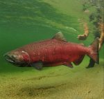 Chinook salmon. Photo by: Paul Vecsei