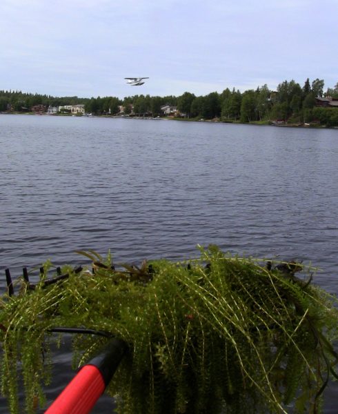 Photo courtesy of UAF Cooperative Extension Service. The aquatic invasive plant elodea is seen here at Sand Lake in Anchorage. The plant can cause problems with boaters and float plane pilots landing on lakes.