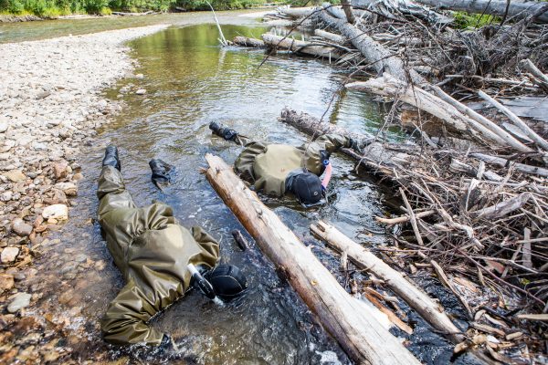 UAF photo by JR Ancheta.  Research technicians Brian Crabill and Nate Cathcart conduct a snorkel survey of a logjam in the Chena River.