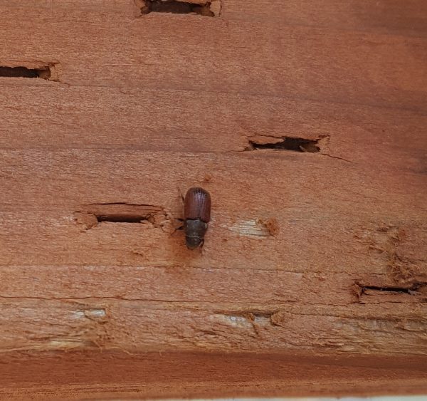 Photo courtesy of the UAF Cooperative Extension Service. A spruce beetle crawls across lumber. The insects are only a quarter-inch long but are capable of significant damage.
