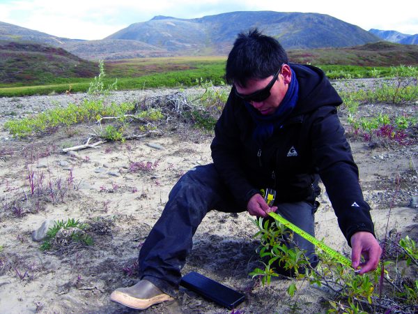 Photo courtesy of Jiake Zhou.  Northern Test Case graduate student Jiake Zhou takes shrub measurements during a research trip down the Colville River on the North Slope.