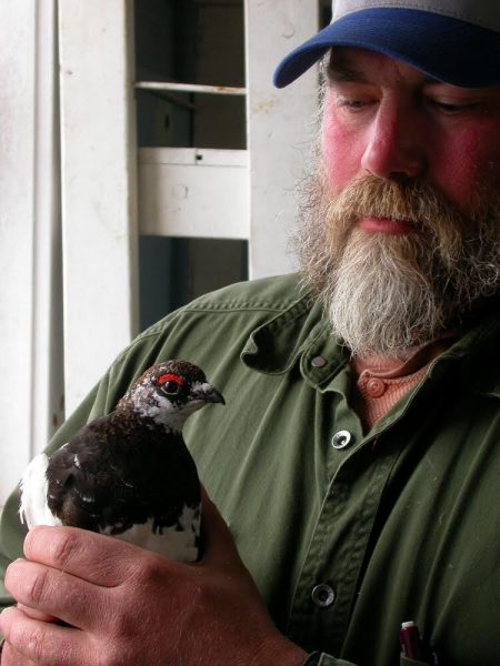 Photo by Ned Rozell.  Steve Ebbert holds an Evermann’s rock ptarmigan he captured on Attu and transported to Agattu in 2004.