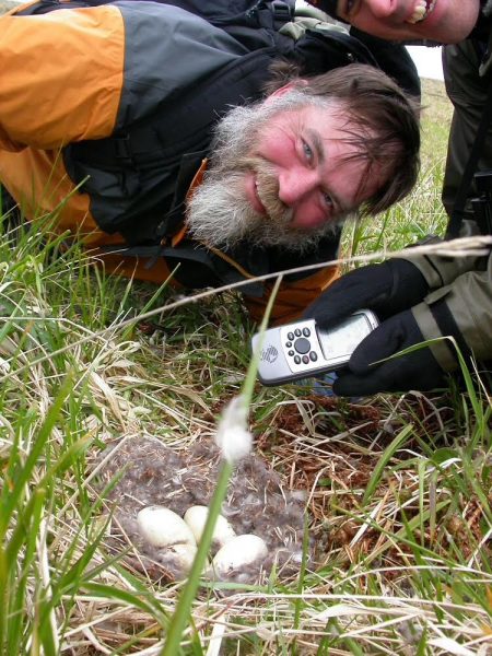 Photo by Ned Rozell. Steve Ebbert and Jeff Williams mark an Aleutian cackling goose nest they found on Nizki Island in 2004.