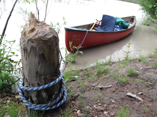 Photo by Ned Rozell.  A poplar tree cut by a beaver helps secure a canoe on the upper Tanana River.