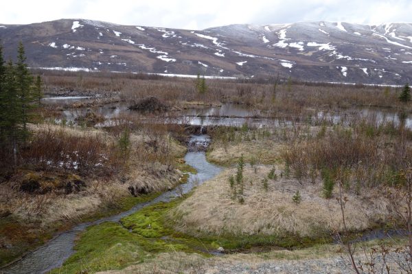 Photo by Ned Rozell.  A beaver dam and lodge occupy part of Phelan Creek near Isabel Pass in the central Alaska Range.