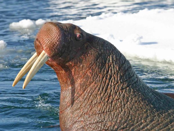 Photo by Joel Garlich-Miller, courtesy U.S. Fish and Wildlife Service.  A Pacific walrus bull swims in the ice off Alaska's coast.