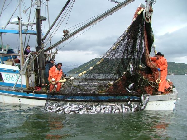 Photo courtesy of Peter Westley. Fishermen pull a seine net full of salmon in Chignik Lagoon, Alaska.