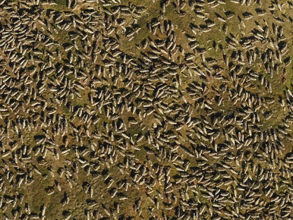 Photo courtesy of Nate Pamperin.  This enlarged portion of a photograph of the Porcupine caribou herd allowed Alaska Department of Fish and Game biologists to count individual animals.