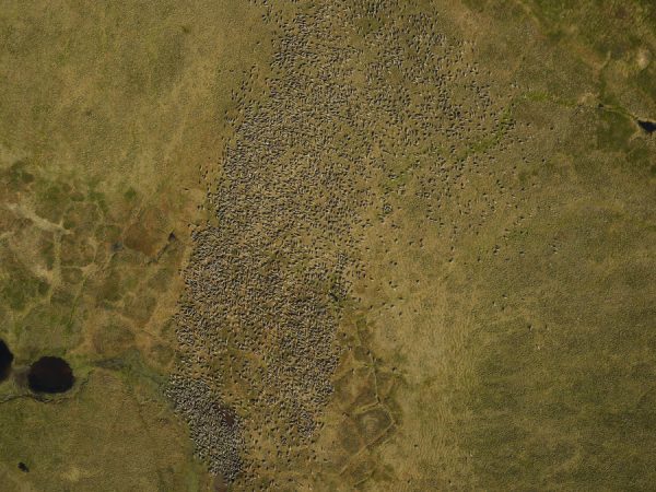Photo courtesy of Nate Pamperin.  A portion of the Porcupine caribou herd gathers in July 2017. Alaska Department of Fish and Game biologist Nate Pamperin and others at the agency used such images to count a record number of caribou in 2017, about 218,000.