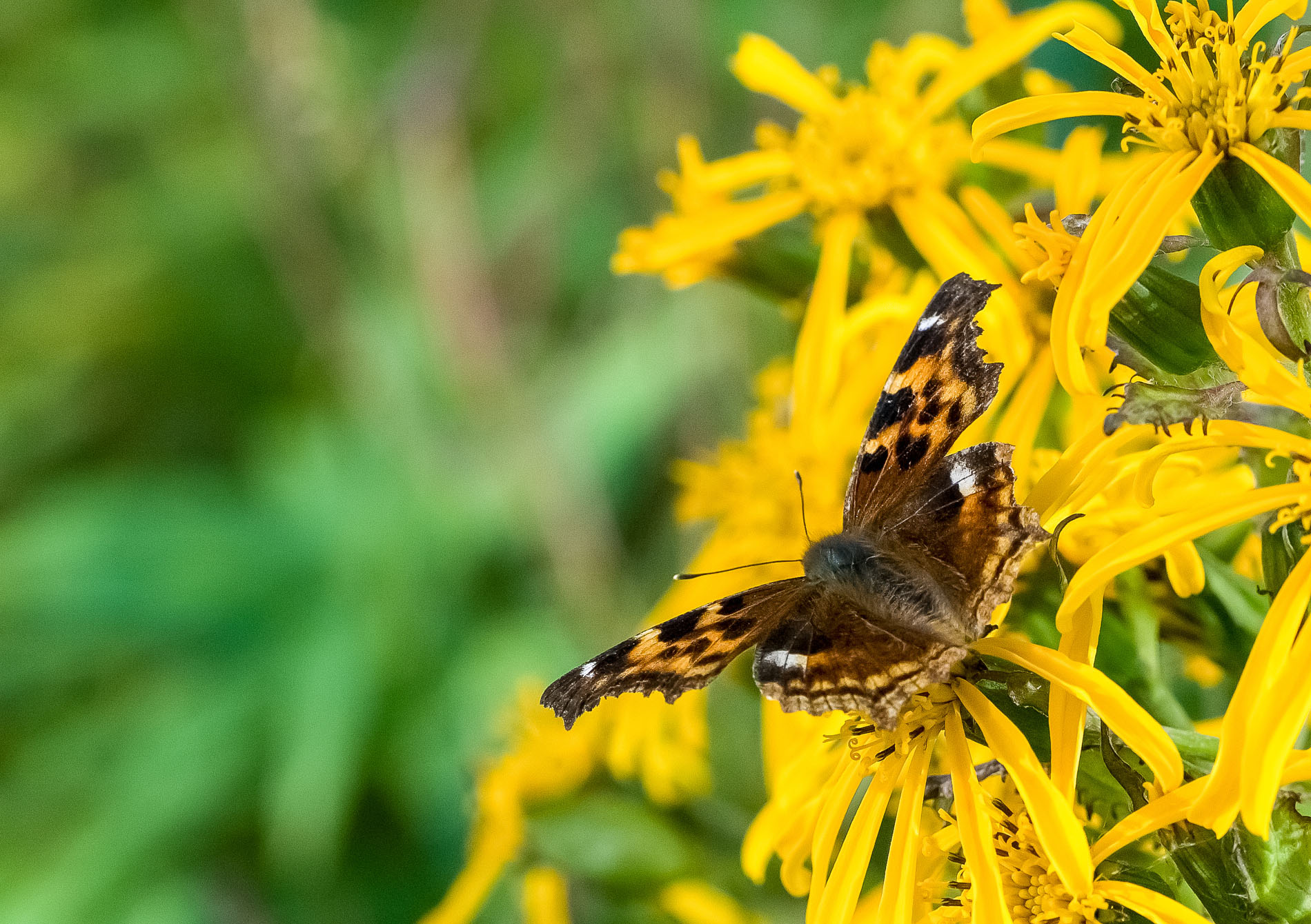 Explore Alaska butterflies in March at the UA Museum of the North.