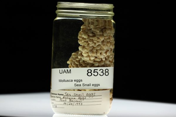 Photo by Nic Gough.  Soft specimens in the invertebrate collection, such as these sea snail eggs, are preserved in jars. Labels record the specimens' names, as well as the dates and locations where they were collected.