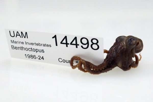 Photo by Nic Gough.  This benthoctopus is among thousands of invertebrate specimens at the University of Alaska Museum of the North.