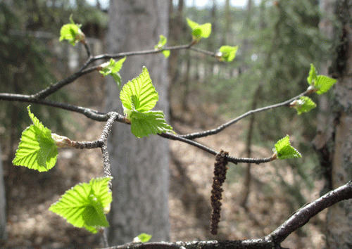 Photo by Ned Rozell, UAF Geophysical Institute. A birch tree leafs out during a past green-up.