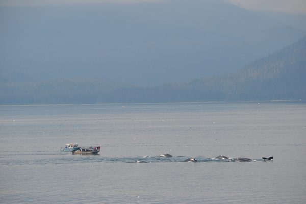 Whale watchers view a pod of humpbacks in Southeast Alaska. Photo courtesy of Ali Schuler.