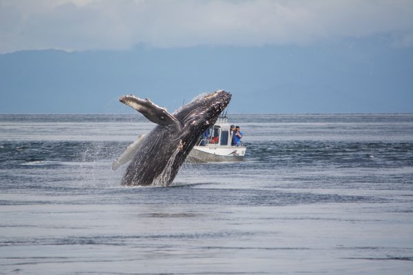 Mackenzie Robinson photo. A humpback whale breaches in Southeast Alaska.