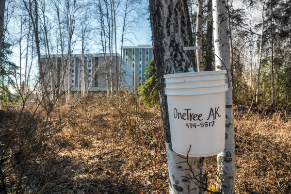 UAF photo by Todd Paris. Birch sap is collected in buckets at the University of Alaska Fairbanks during the 2016 season.