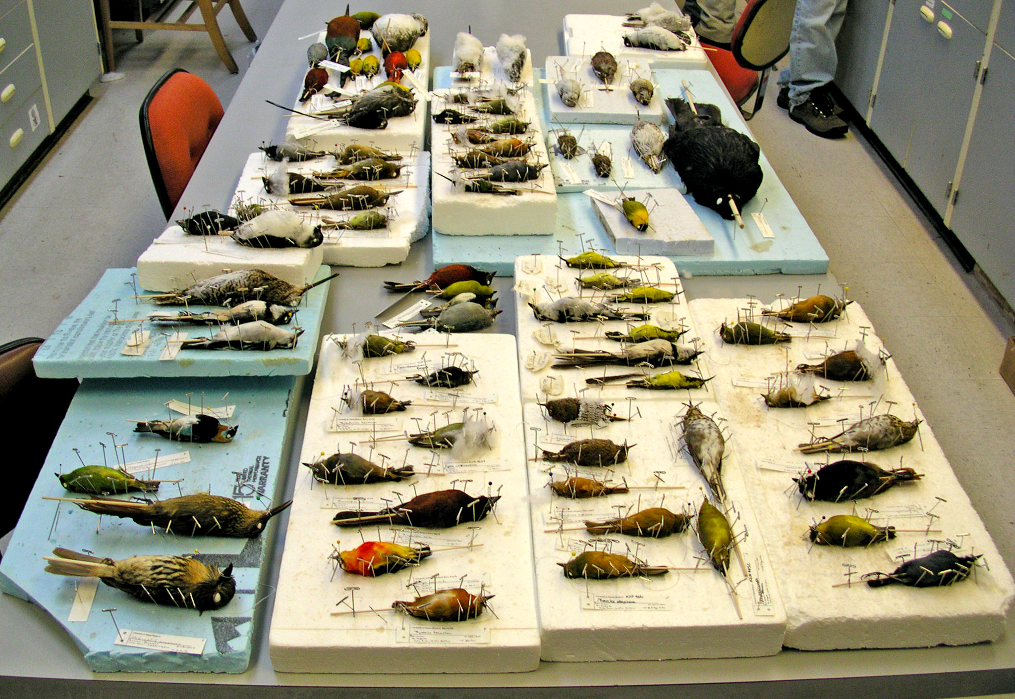 An array of pinned birds to be added to collections at the University of Alaska Museum of the North.