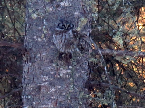Photo by Ned Rozell. A boreal owl's plumage blends into the bark pattern on a spruce trunk.