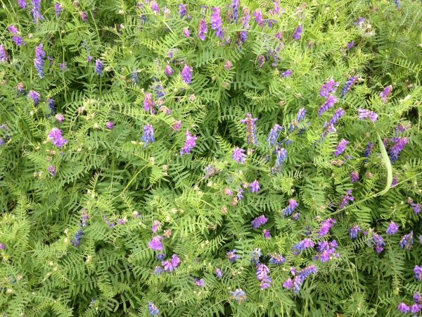 Photo courtesy UAF Cooperative Extension Service. Bird vetch, such as this dense patch, is a common sight around Fairbanks.