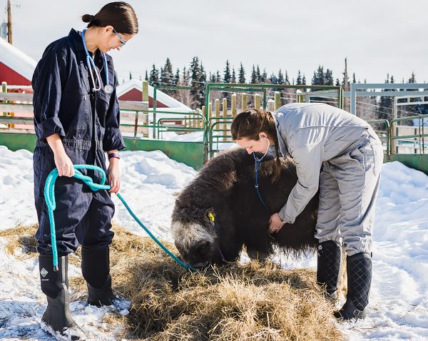 UAF photo by JR Ancheta. UAF veterinary medicine student Claire Squires checks the vital signs of Zari, a juvenile muskox, with classmate Billyann Monrean at UAF’s Large Animal Research Station in March 2018.