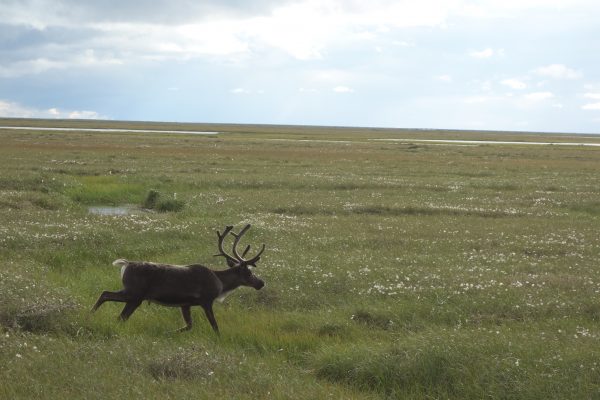 Photo by Ned Rozell. A caribou trots across Alaska's North Slope, where the underlying permafrost is warming. Much of it may thaw by the end of the century.