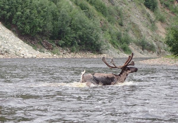 Photo by Ned Rozell. A caribou crosses the Fortymile River.