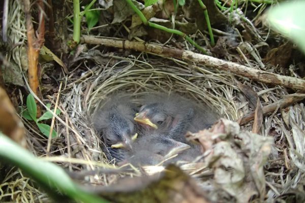 Photo by Ned Rozell. White-crowned sparrow chicks huddle in a nest near the Nation River.