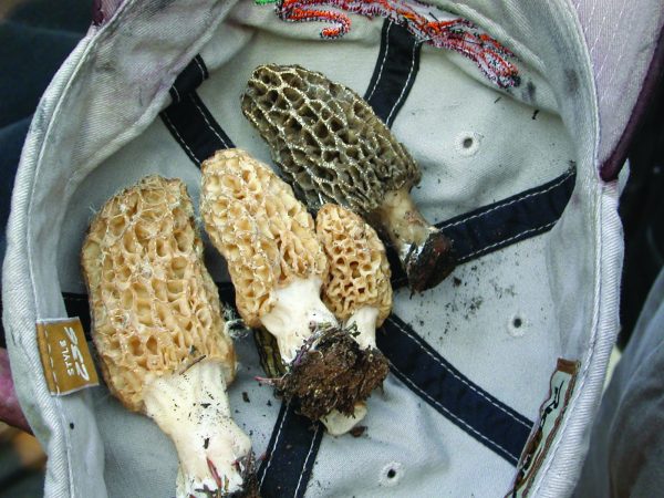 Photo by Tricia Wurtz. Morels, like these held in a cap, tend to show up the year after forest fires in conifer and hardwood forests.