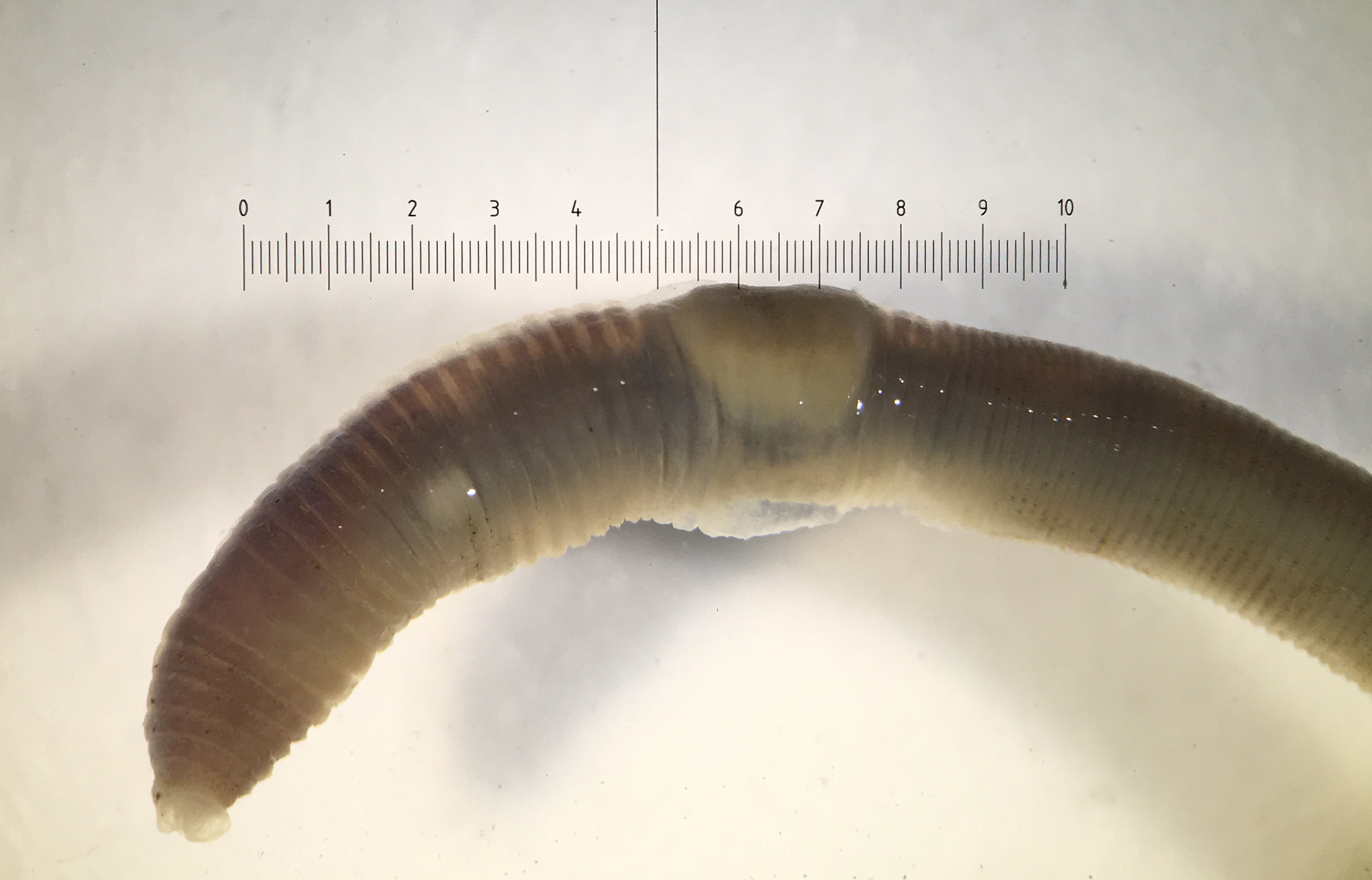 Photo by Derek Sikes, UAM:Ento:366417. This earthworm specimen (Bimastos rubidus) was collected in North Pole and is presumed native to Alaska. The scale bar represents 10 mm.