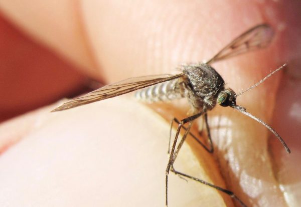 Photo by Ned Rozell. Fingers pinch one of the most numerous organisms of the Alaska summer, a female mosquito.