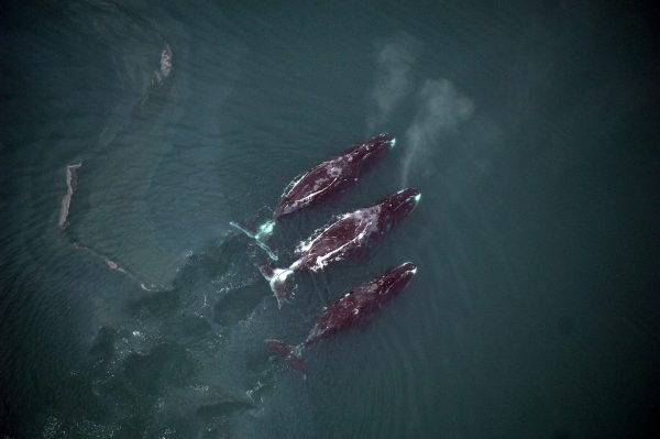 Photo by Cynthia Christman, National Marine Fisheries Service. Bowhead whales rise to the surface while feeding. Among Alaska's marine mammals, bowheads are the most vulnerable to increased shipping traffic in the Arctic, a new study concluded.