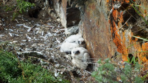 Photo by Skip Ambrose. Peregrine falcon chicks huddle where they were born, on a ledge above the Yukon River.