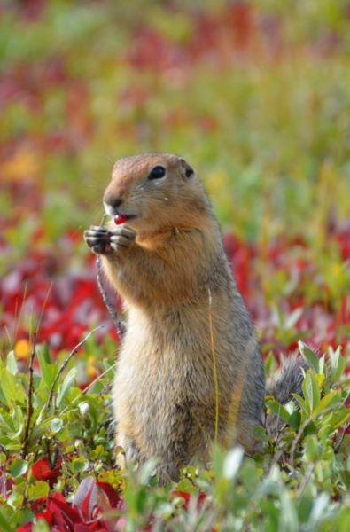 Photo by Cory Williams. An arctic ground squirrel eats a berry on Alaska’s North Slope.