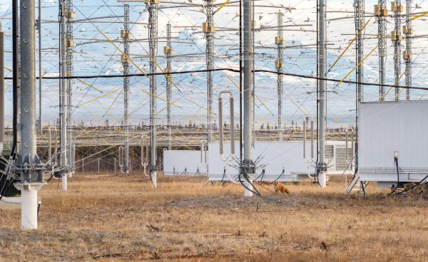 Photo courtesy of HAARP, UAF Geophysical Institute. A red fox stands inside the antenna array at the High-frequency Active Auroral Research Program facility operated by the University of Alaska Fairbanks in Gakona.