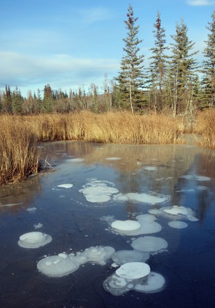 Photo courtesy of Katey Walter Anthony. Methane bubbles are trapped in the ice on a pond near Fairbanks, Alaska.