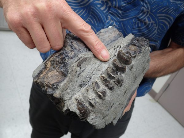 Photo by Ned Rozell. Patrick Druckenmiller points to teeth in a 10 million-year-old fossilized tapir skull found in Homer.
