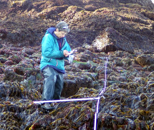 Photo courtesy of Brenda Konar. UAF researcher Brenda Konar samples biological communities in Kachemak Bay. Biological sampling in Kachemak Bay will be a key part of the coastal margins component of the Fire and Ice project.